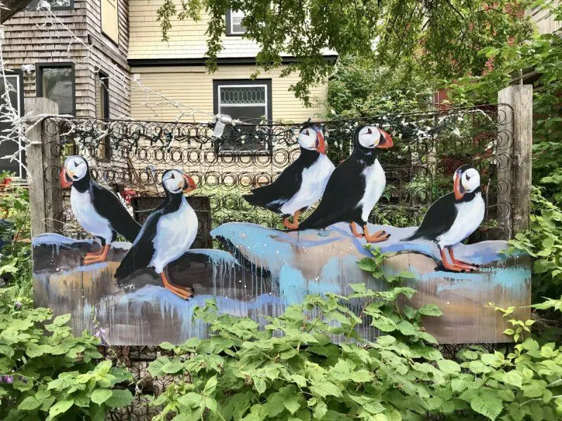 Puffins on a fence