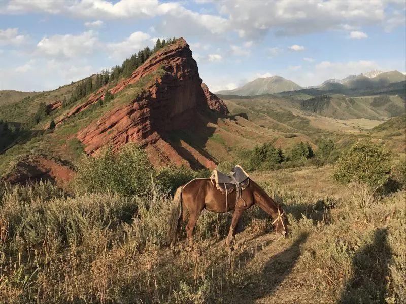 Horse grazing in front of a mountain