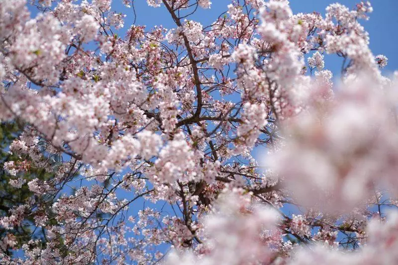 Cherry blossoms in bloom