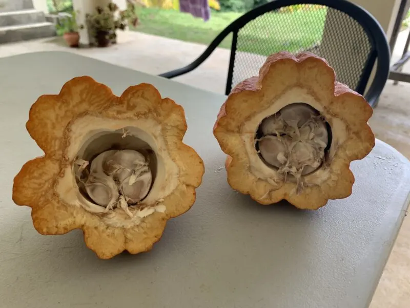 Cacao pod split open on table