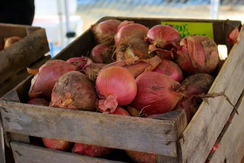 Onions in a crate