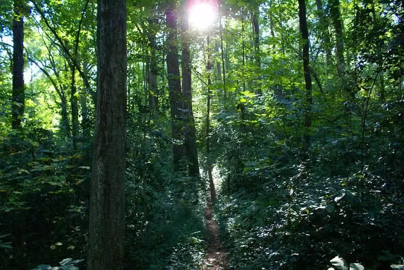 Trail in the woods