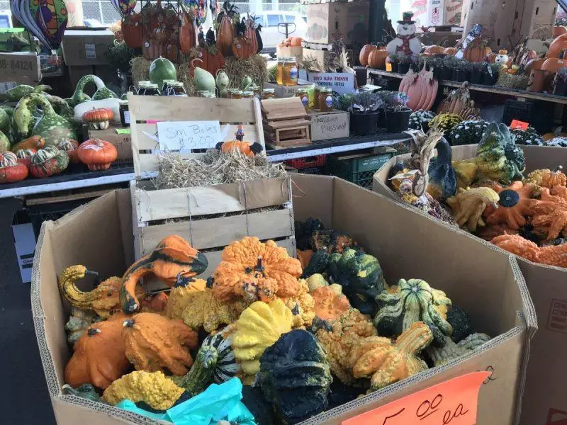 Squash and pumpkins in bins