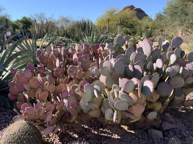 Cacti on display at Desert Botanical Garden