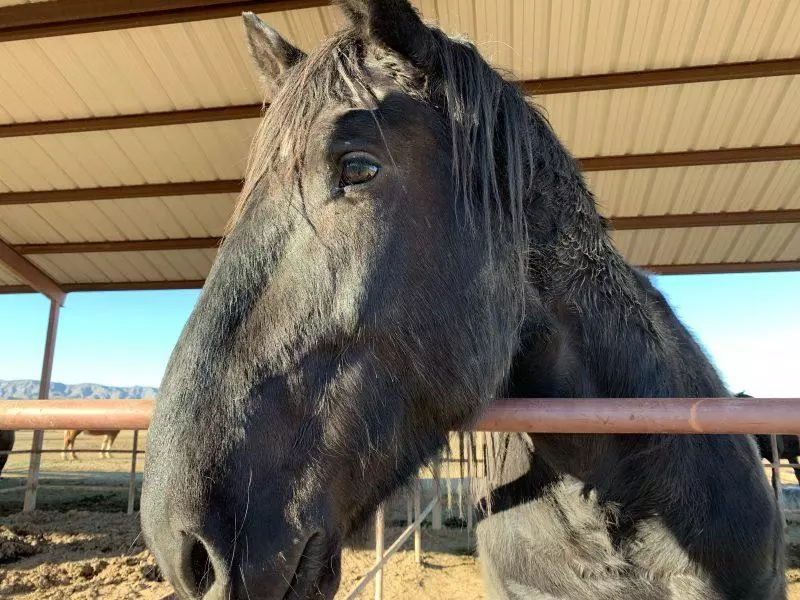 Black horse profile shot