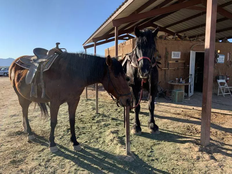 horses outside barn