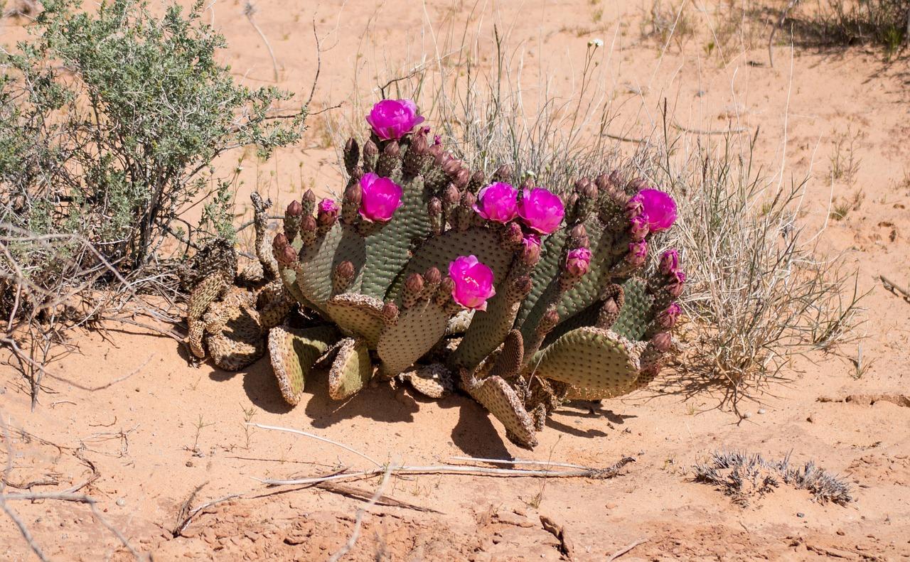 Cactus flower in the desert