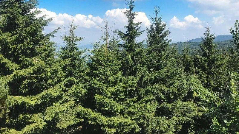 Trees at Radhošť Mountain