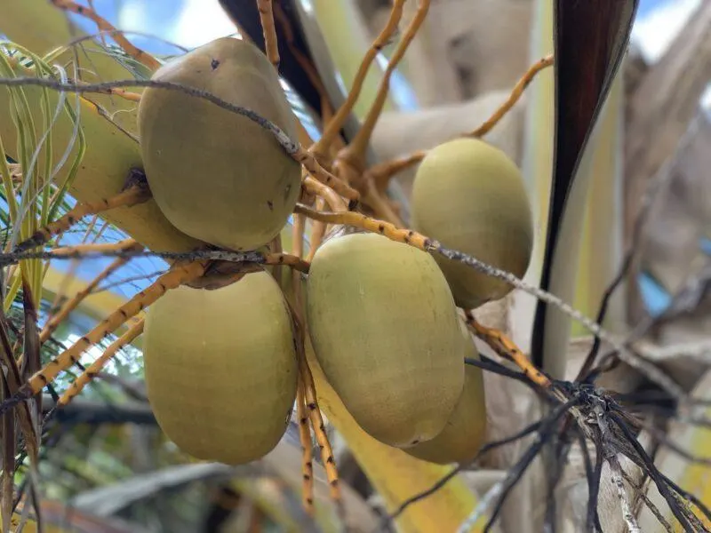 Coconuts on a tree