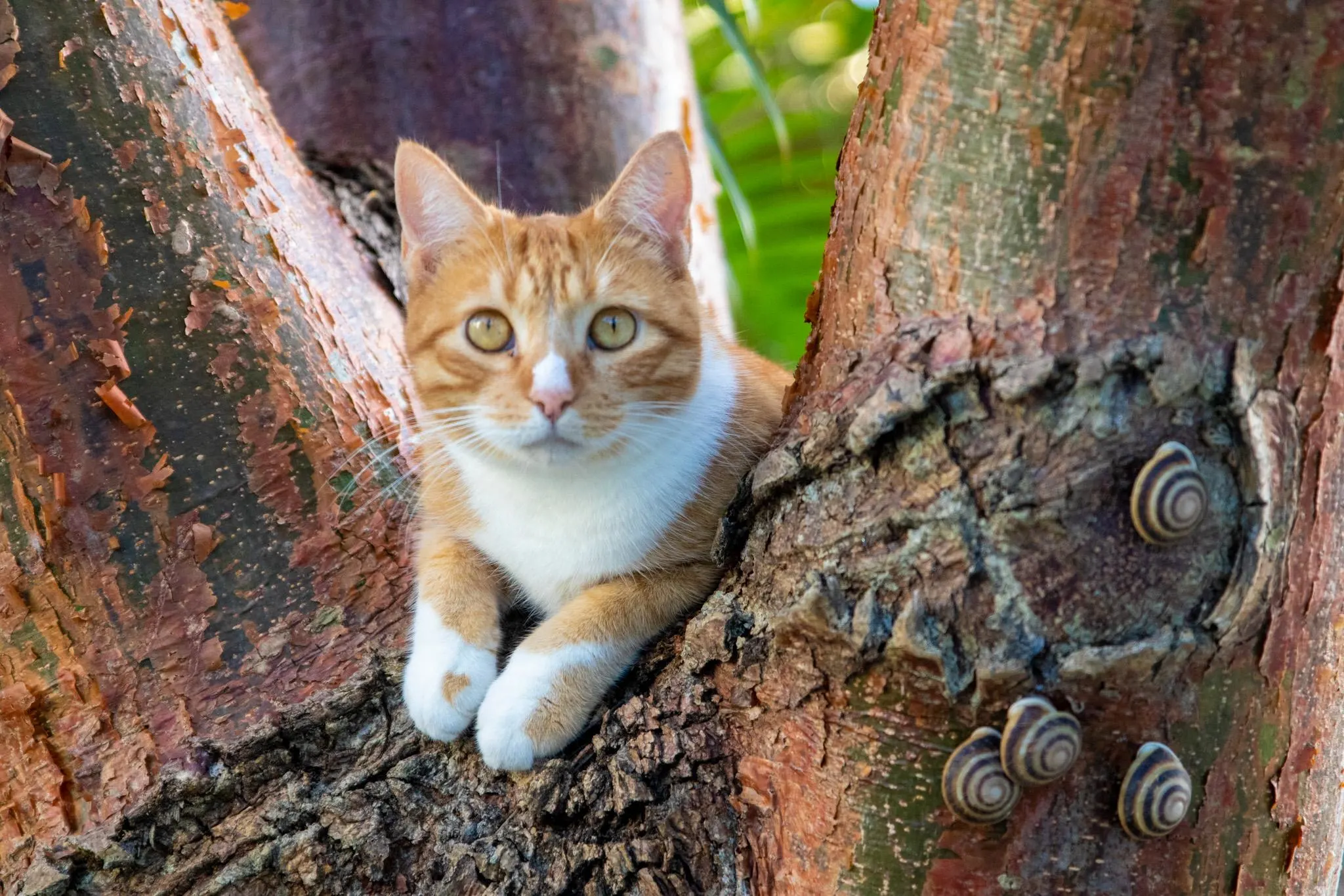 Orange cat in a tree