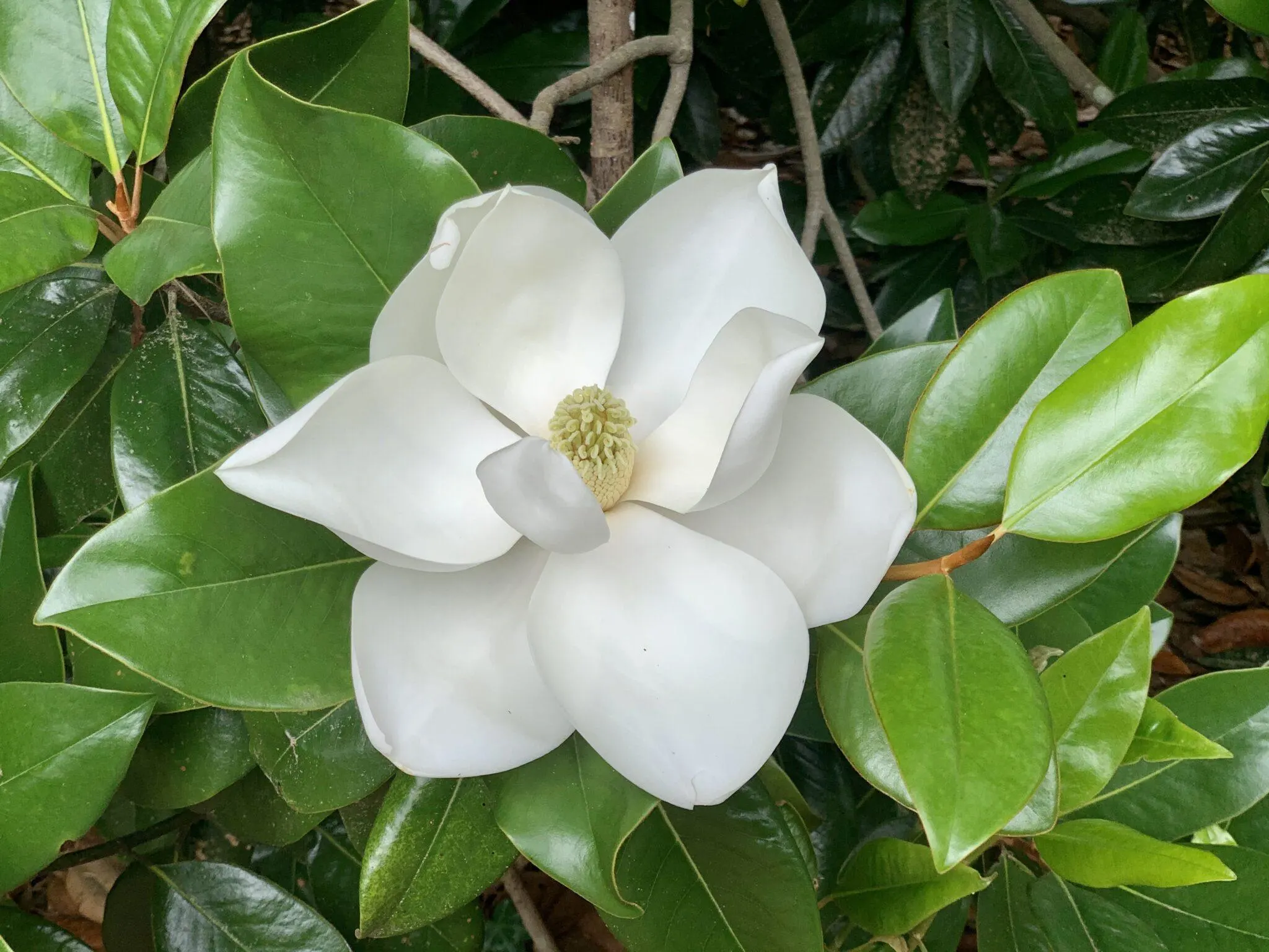 White magnolia flower in garden