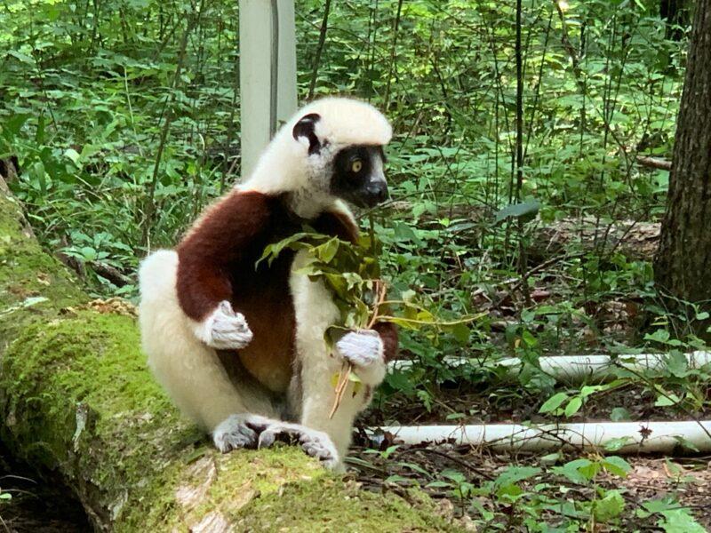 Lemur eating leaves