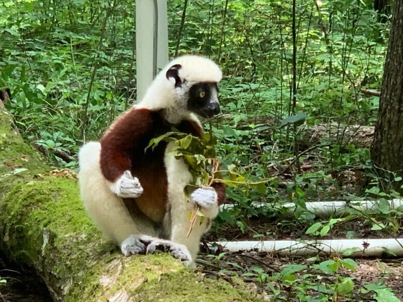 Lemur eating leaves