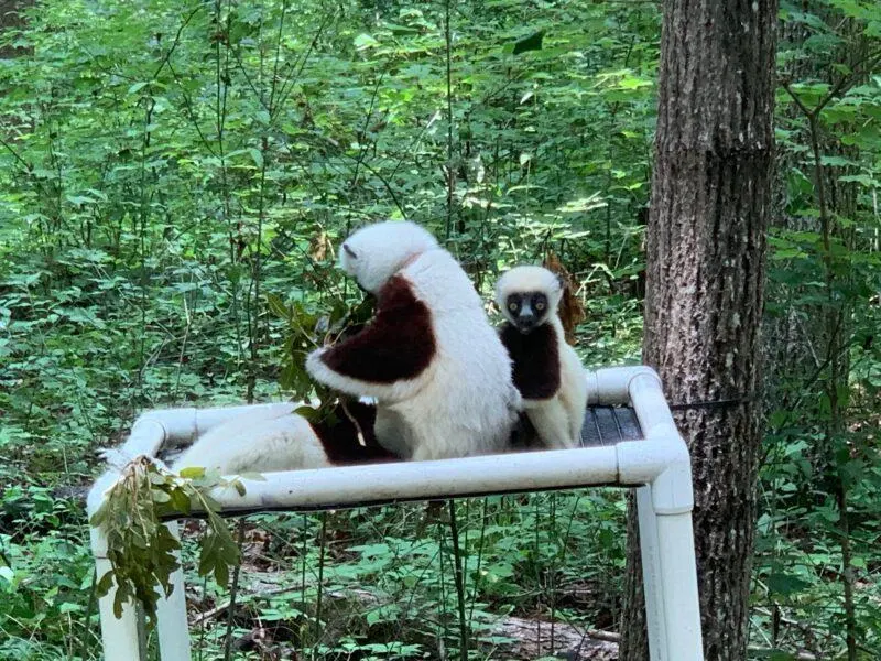 Lemur mom and baby
