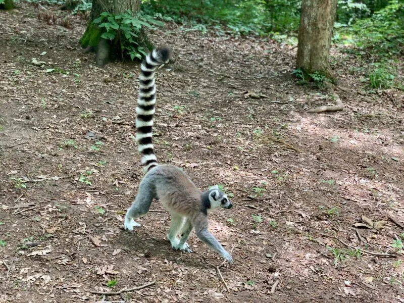 Ring tailed lemur walking