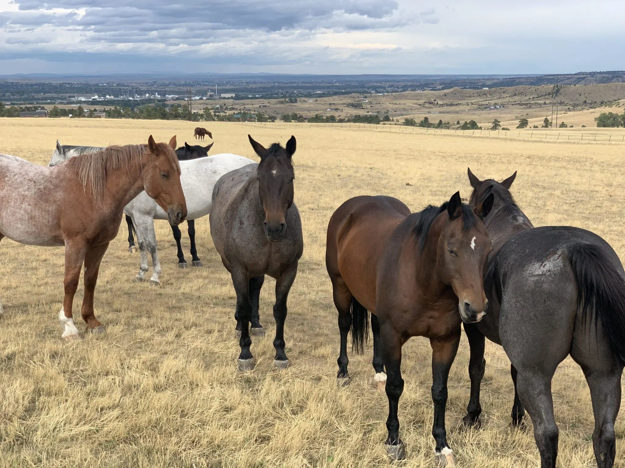 Half dozen horses on the plane