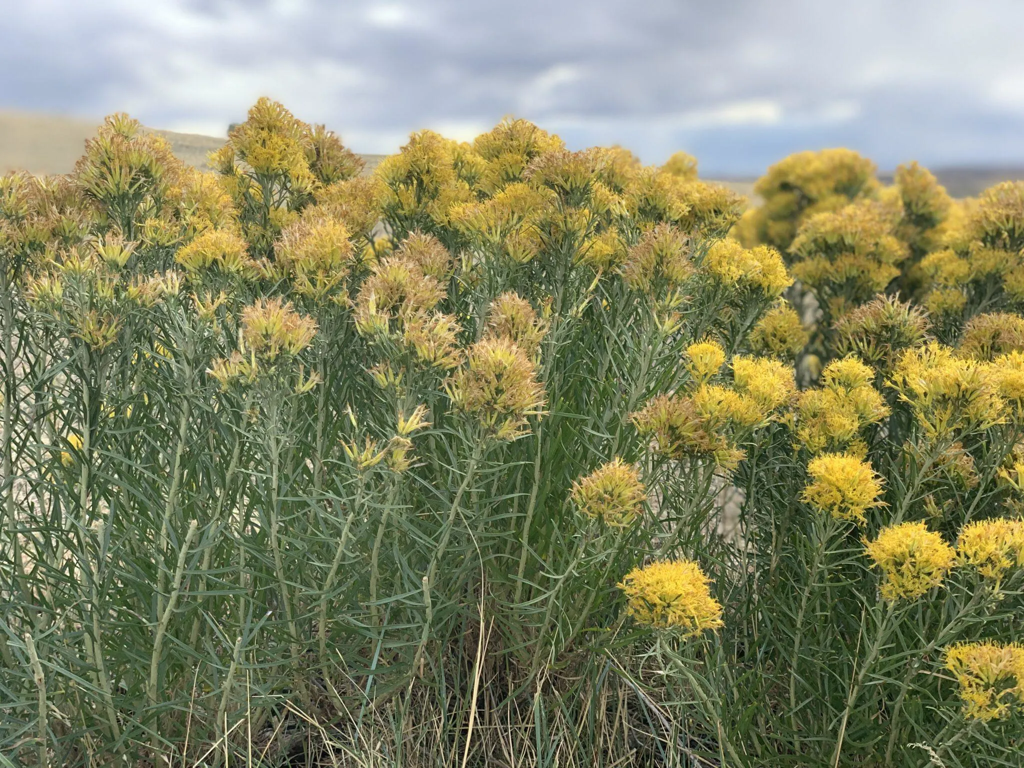 Yellow flowers in the plains