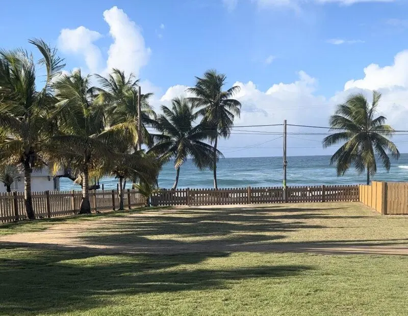 Palm trees by the beach