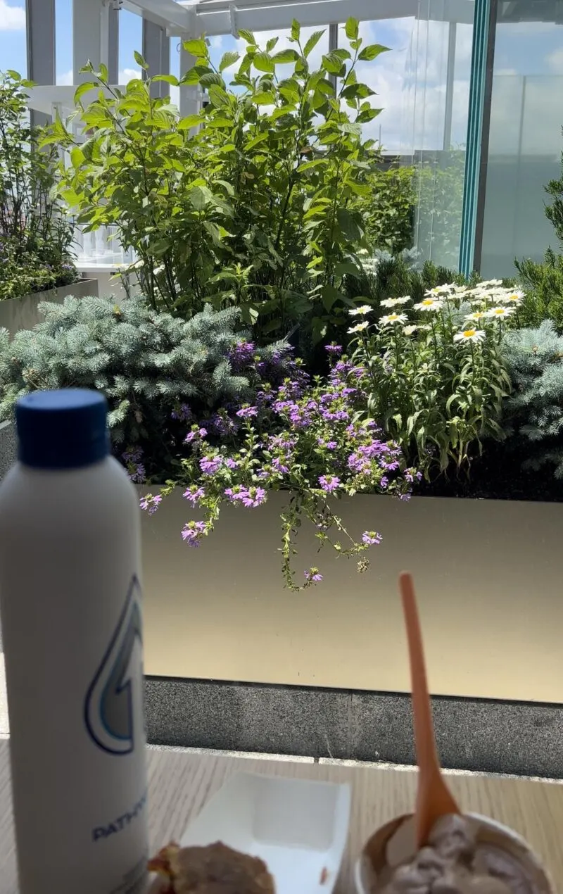 View of flowers on rooftop garden