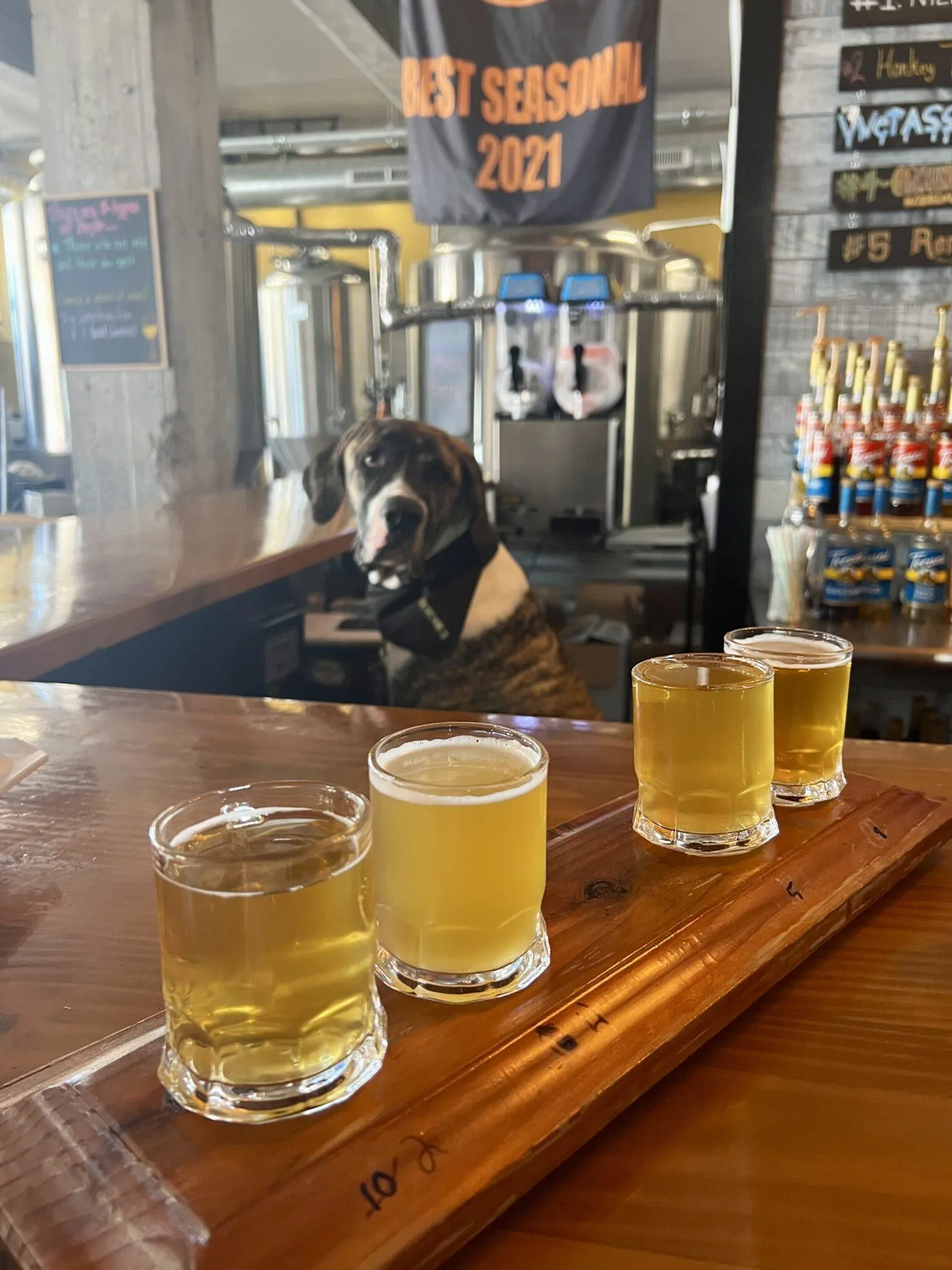 Flight of beer with dog in the background