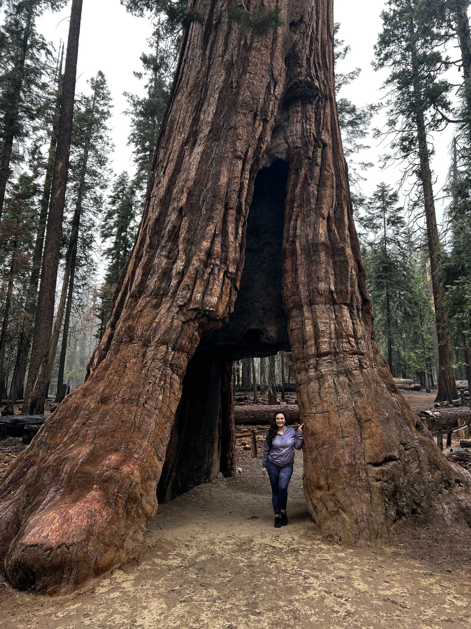 Woman standing in hollowed out tree