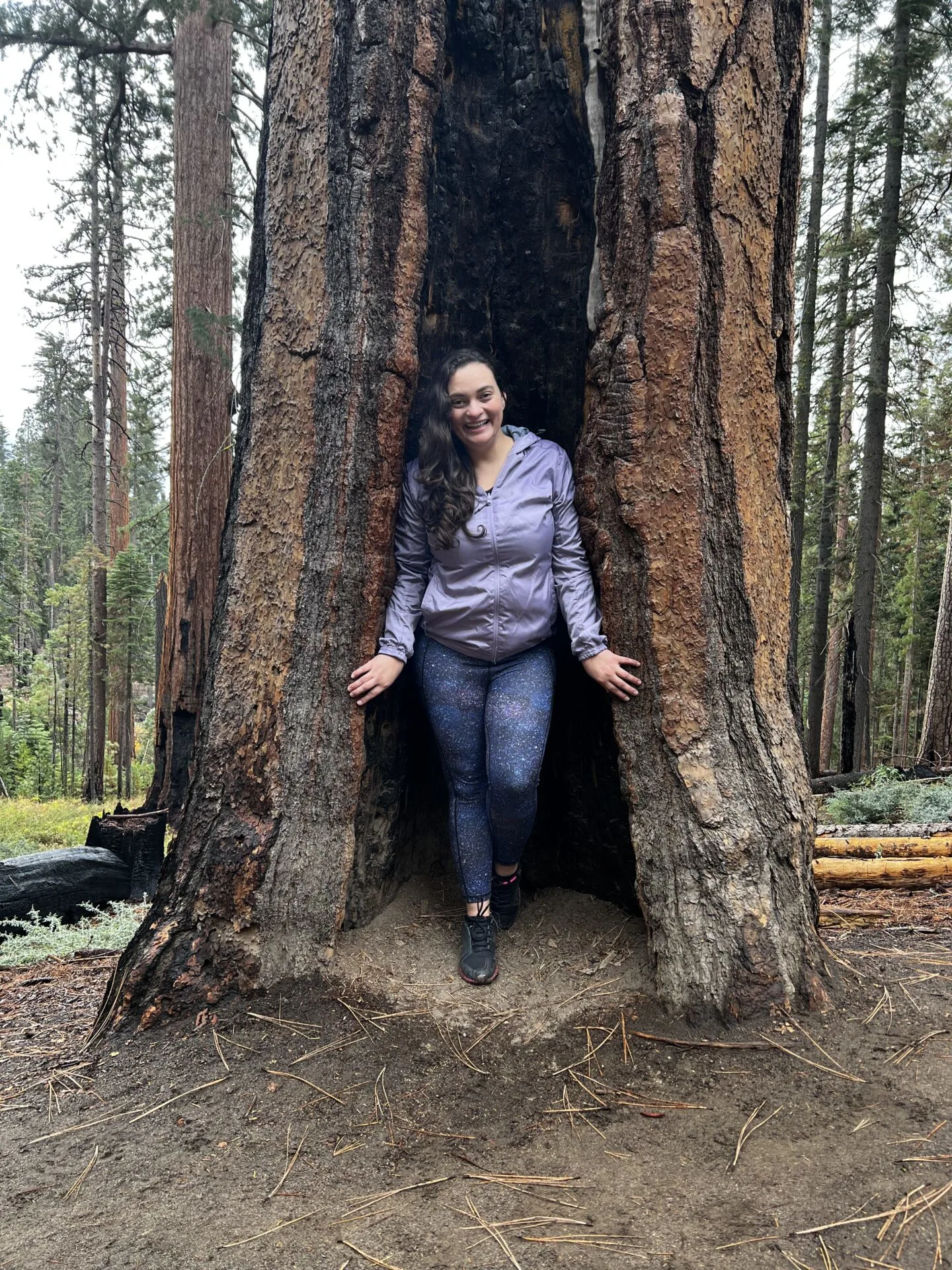 Woman standing inside hollowed out trunk of giant sequoia tree