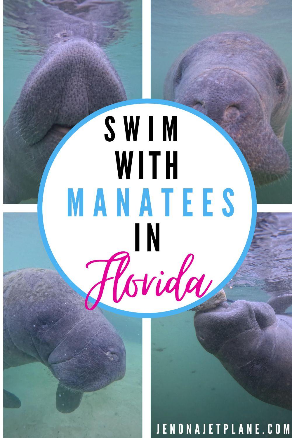 How to swim with wild manatees in Florida