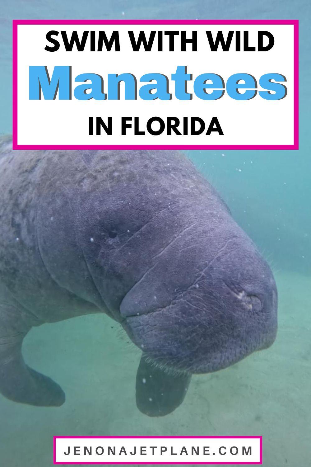 Swimming with manatees in Florida