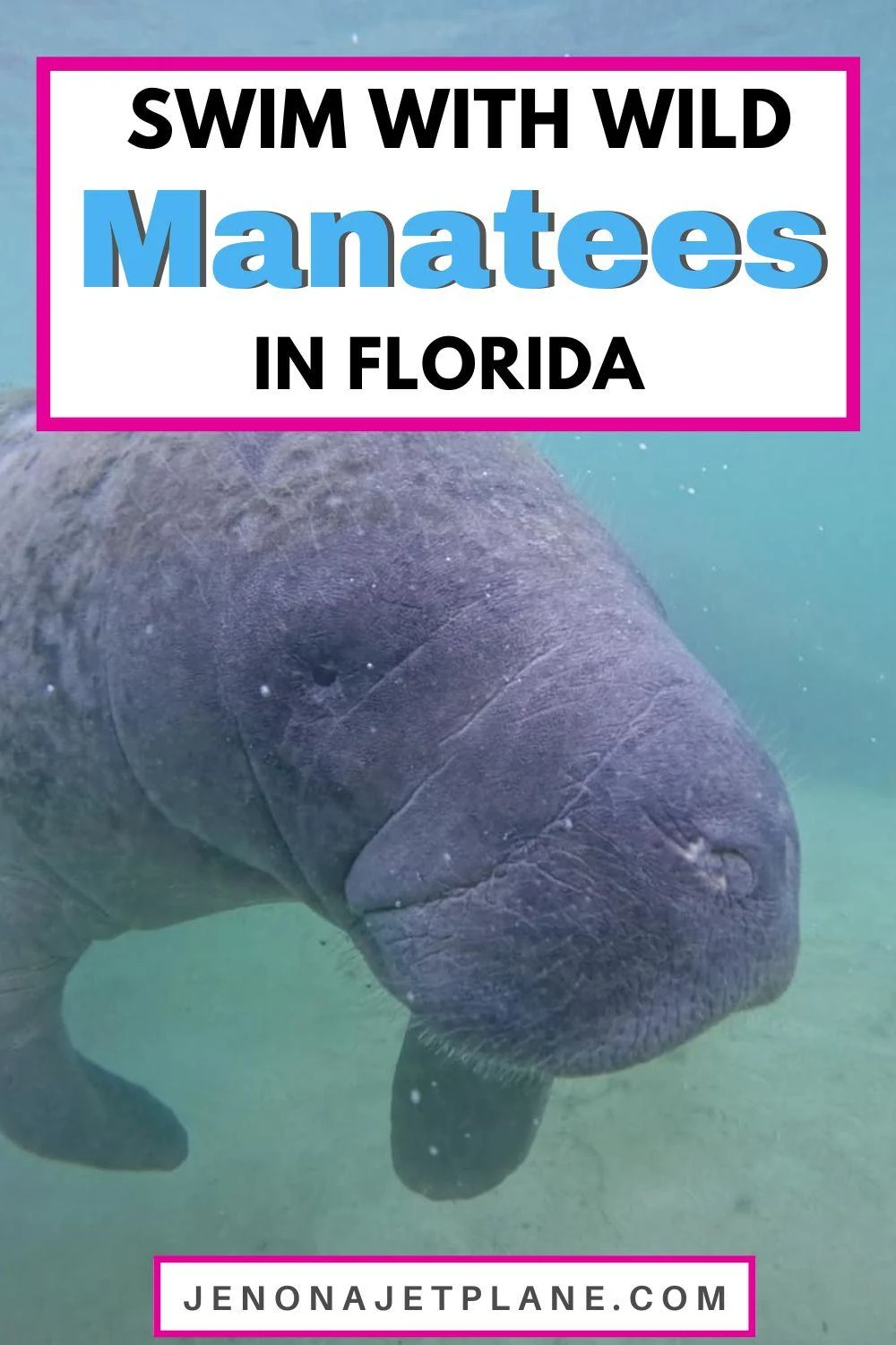 Swimming with manatees in Florida