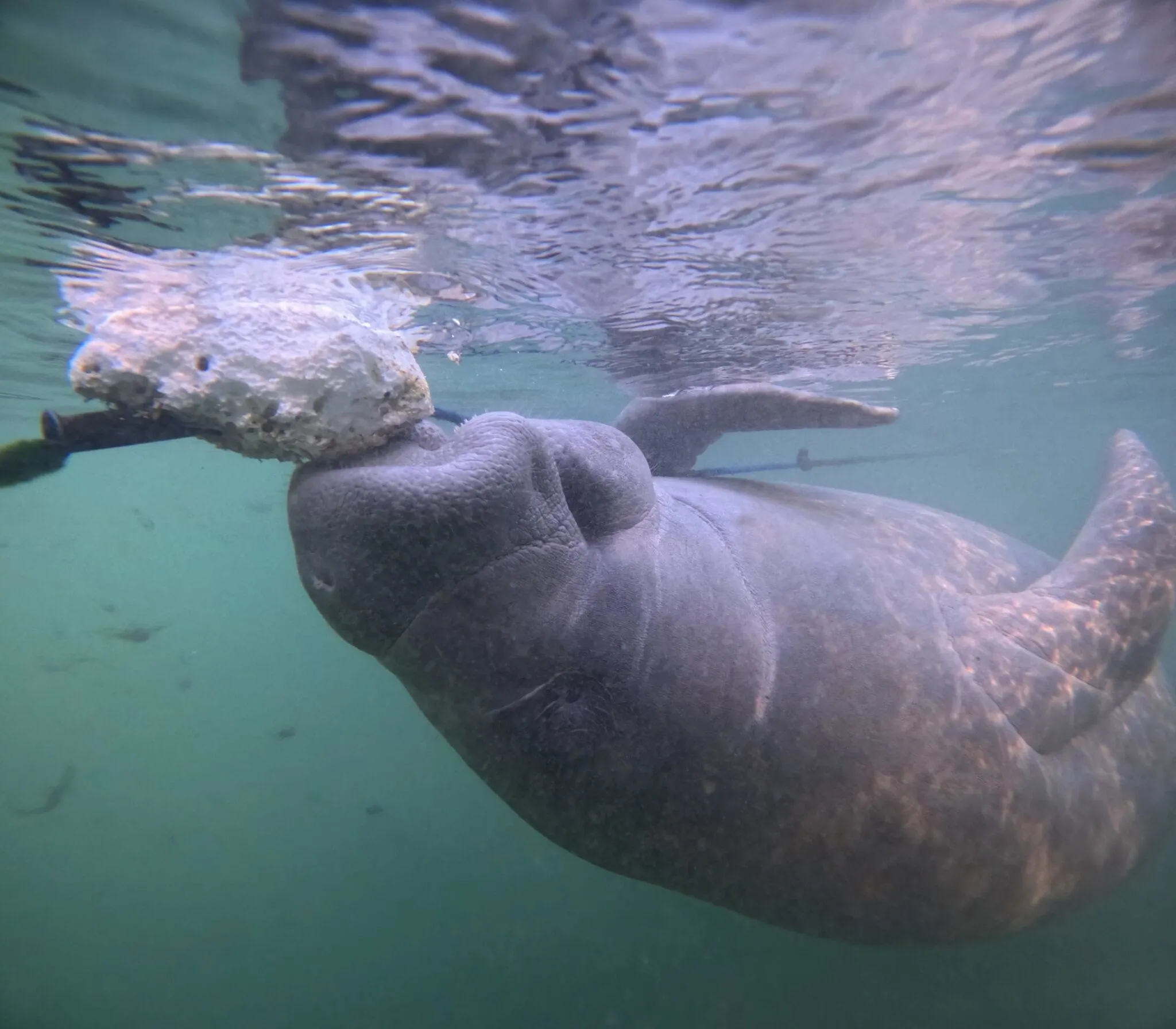 Manatee chewing on rope while swimming upside down