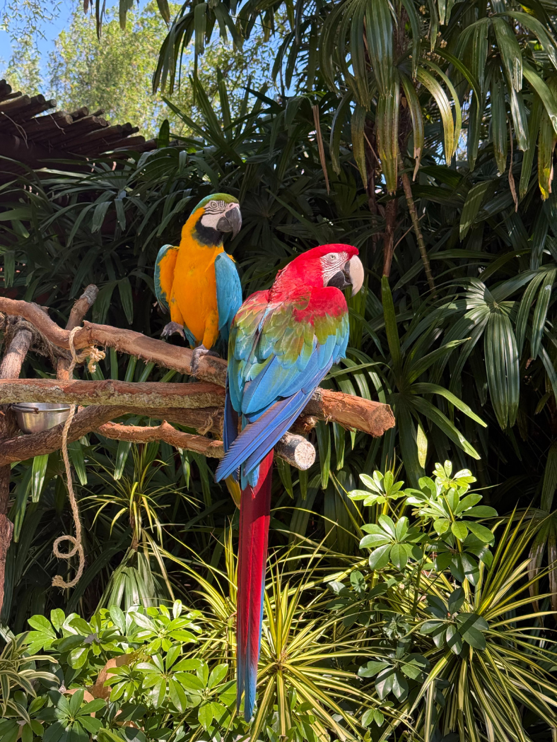 Colorful parrots at Discovery Cove