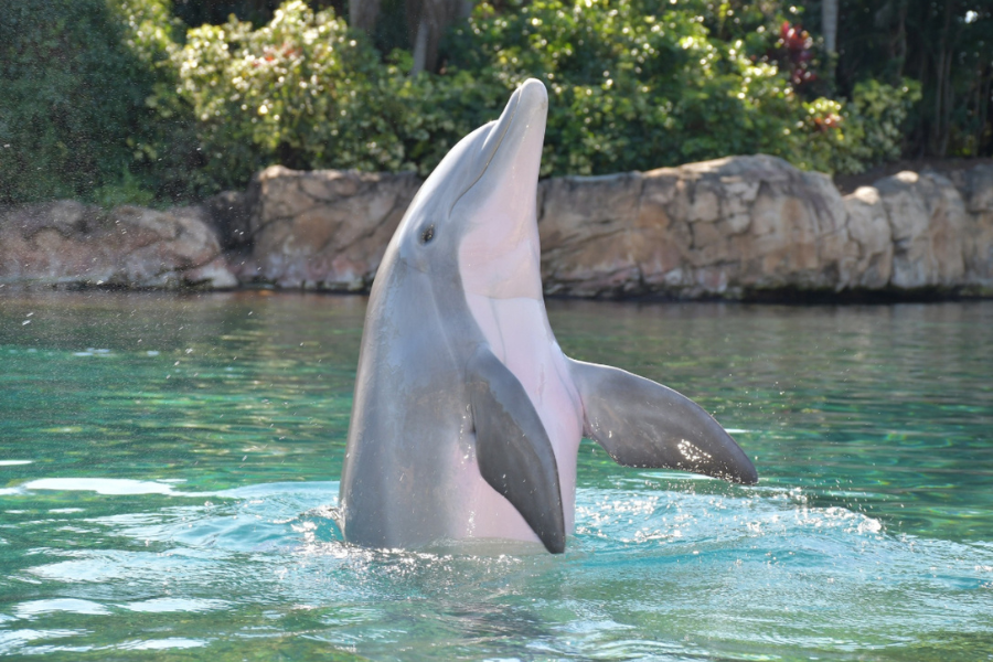 Dolphin jumping out of water