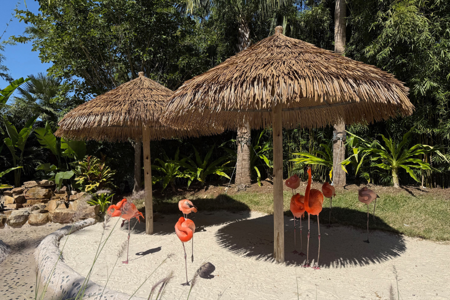 Flamingos standing under straw huts