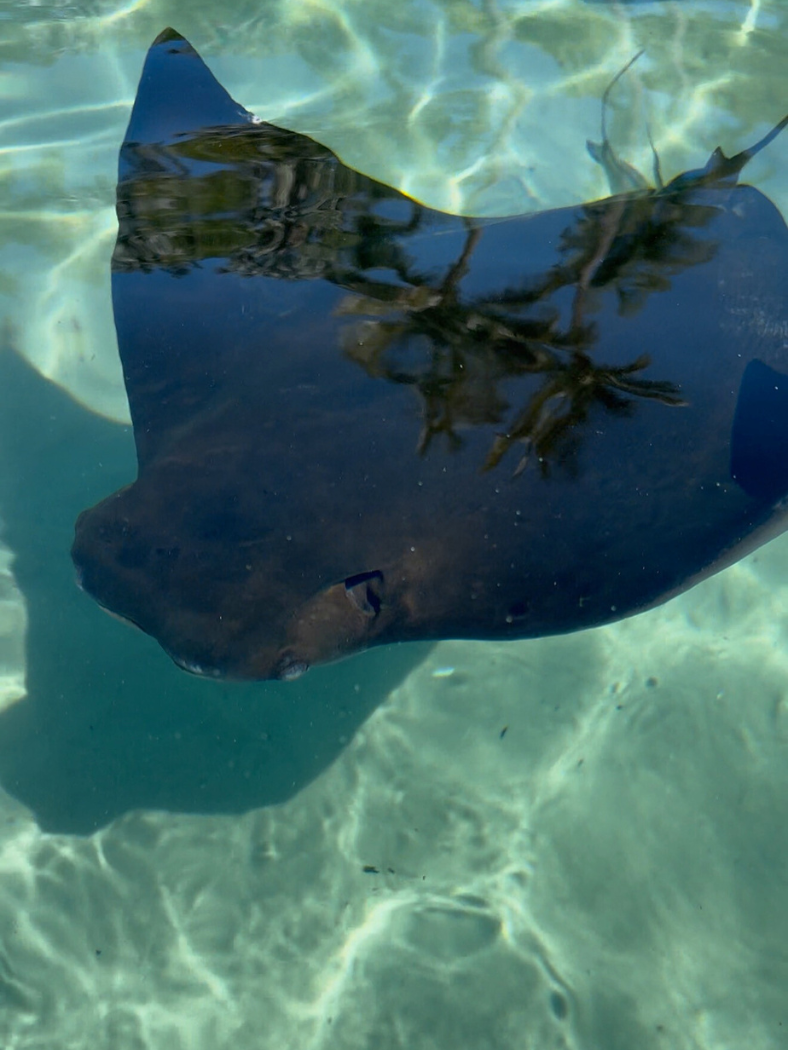 Stingray underneath water