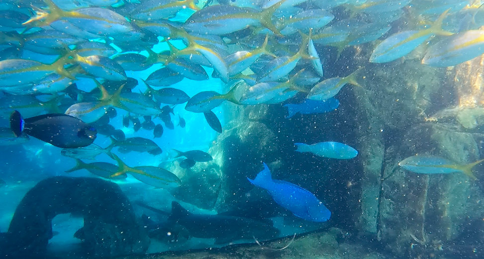 Sharks in tank surrounded by fish