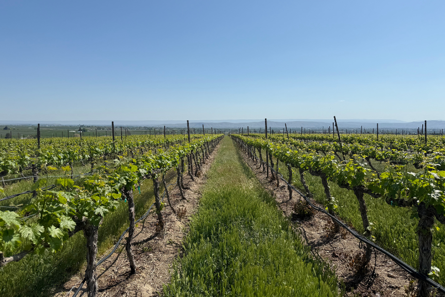 Vineyards in Zillah
