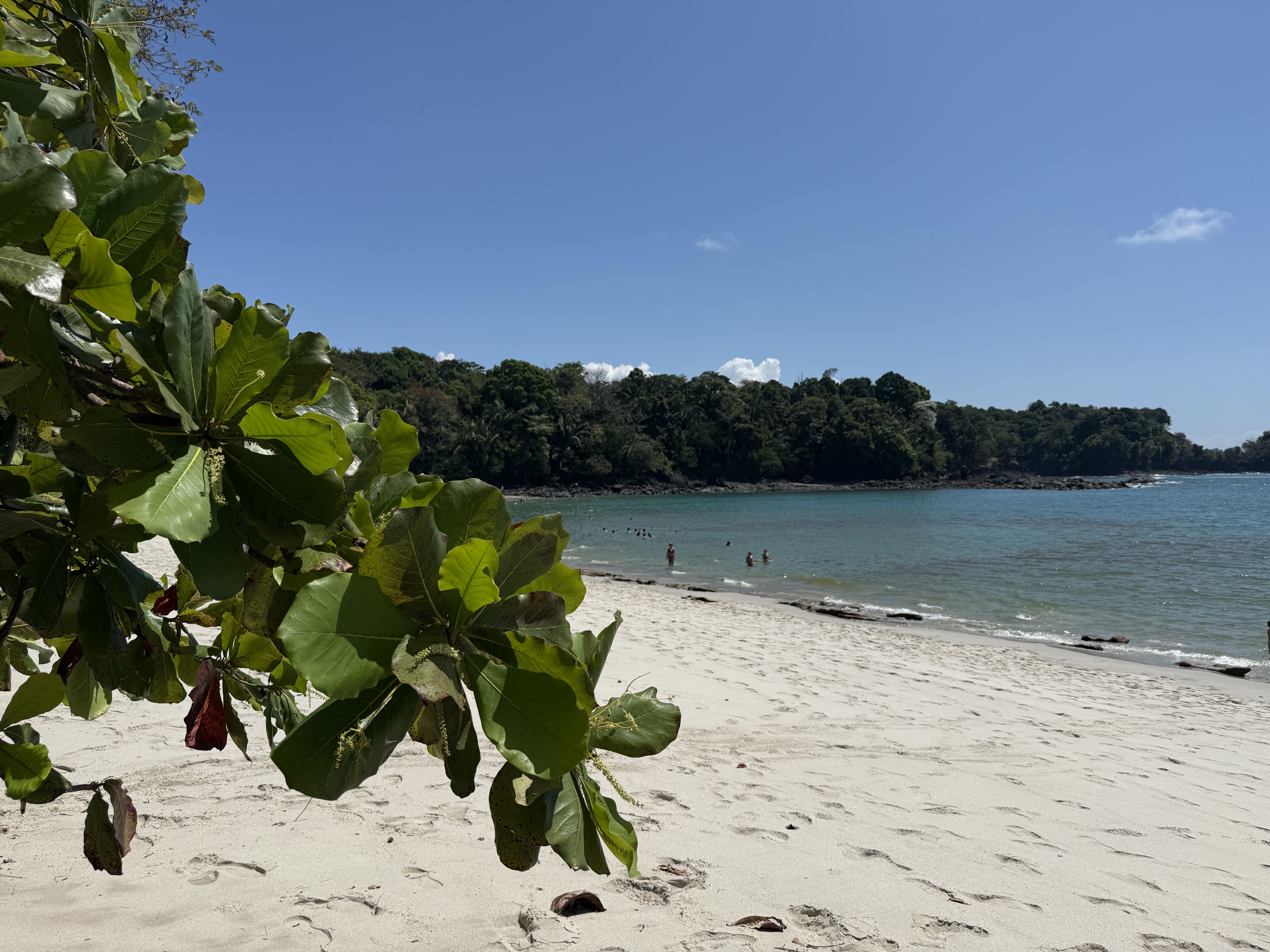 Beach framed by green shrubbery