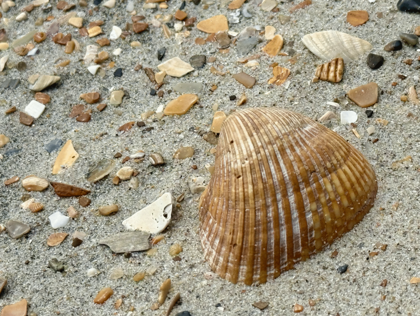 Seashells on a beach