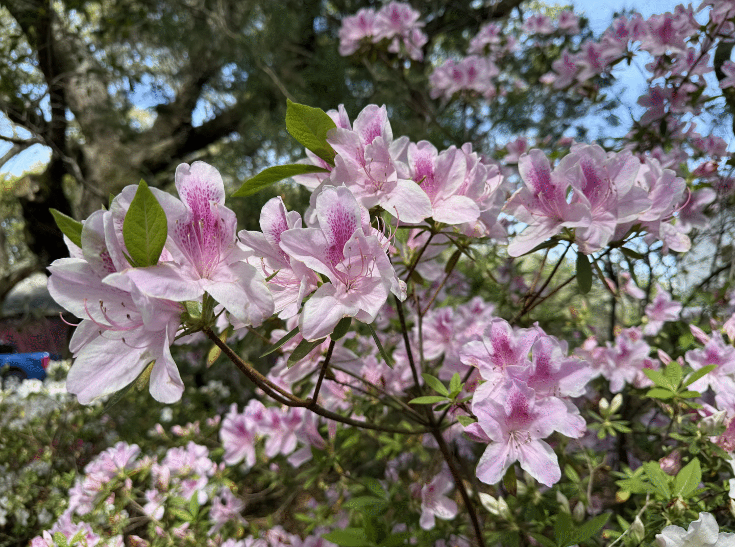 Colorful pink flowers in bloom